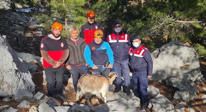 Kayıp keçi kayalıklardan kurtarıldı