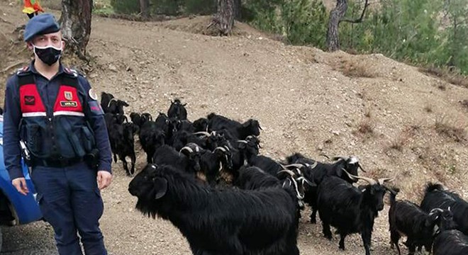 Kayıp keçileri jandarma buldu