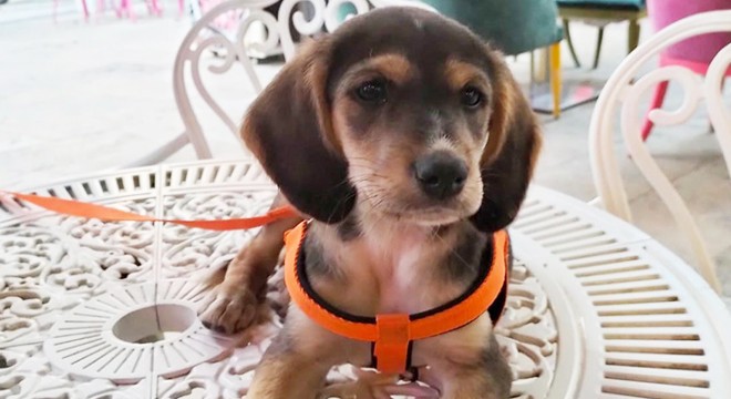 Kayıp köpeği  Latte  için 5 bin lira ödül koydu