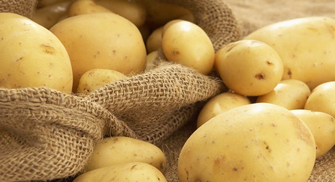 Kaymakam Tortop, patates hasadını inceledi