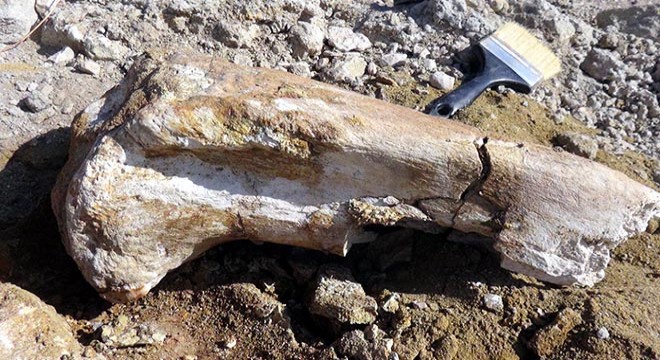 Kayseri de 7,5 milyon yıllık yeni fosil bulundu