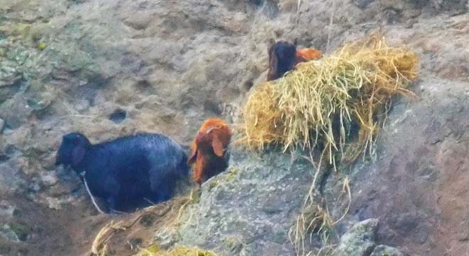 Keçi ve yavruları kayalıklarda 10 gündür mahsur