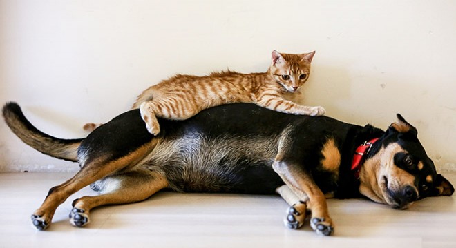 Kedi- köpek dostluğu