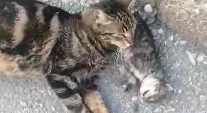 Kedi, ölen yavrusunun yanından ayrılmadı