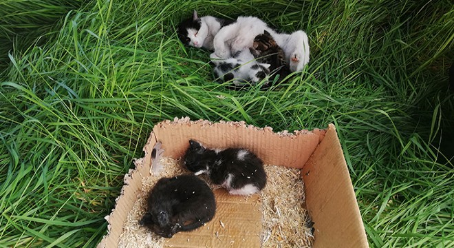 Kedi ve 4 yavrusunu itfaiye ekipleri kurtardı