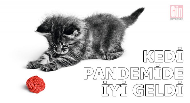 Kedi ve pandemi anketi yayınlandı