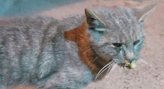 Kedilere zehir verilerek öldürüldüğü iddiası
