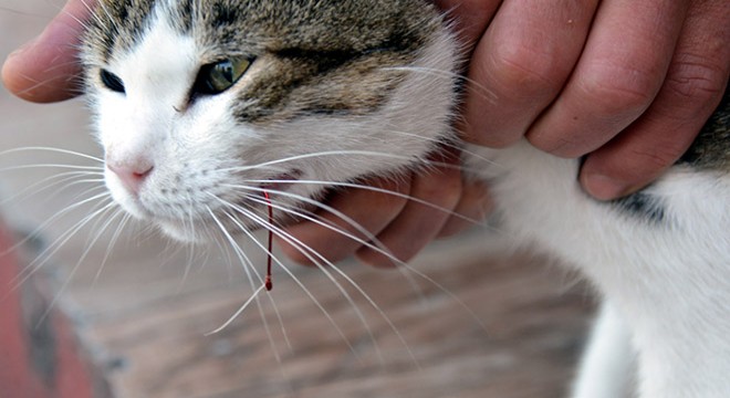 Kedinin ağzına takılan olta kancası çıkarıldı