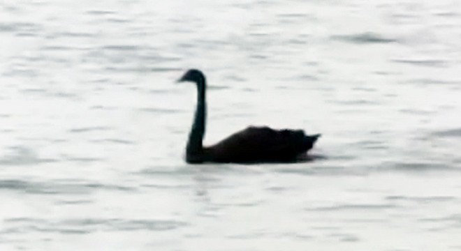Kemer sahilinde,  siyah kuğu  görüntülendi