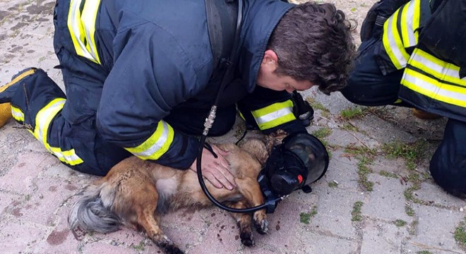 Kendi oksijen maskesini taktığı köpekleri hayata döndürdü