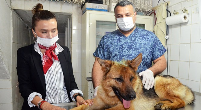 Kesici aletle işkence yapılan köpeğe tedavi