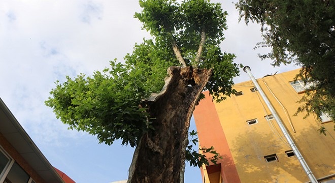 Kesilmesi planlanan 400 yıllık ağaç, bakımla yeniden yeşerdi