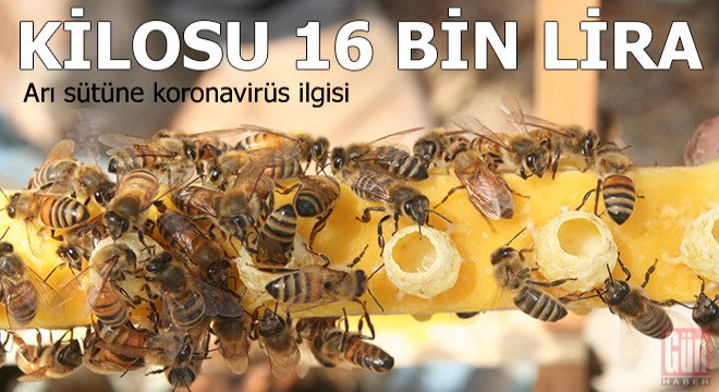 Kilosu 16 bin TL olan arı sütüne koronavirüs ilgisi