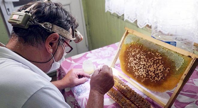 Kilosu 8 bin liradan satılan arı sütü talebine yetişemiyorlar