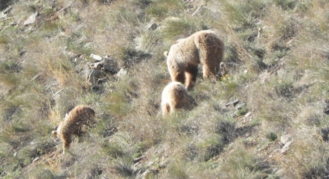 Kış uykusundan uyunan ayılar ailece yiyecek turuna çıktı