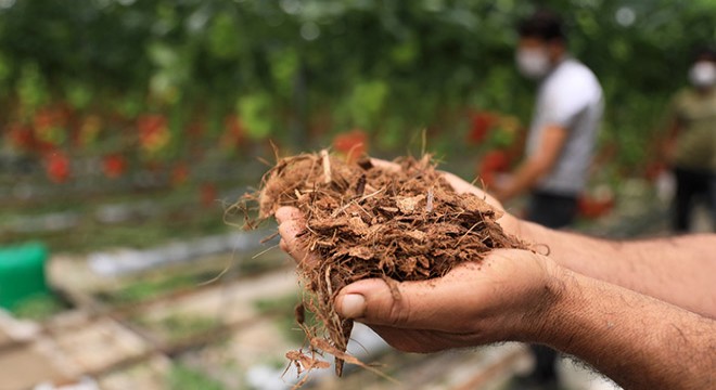 Kısıtlamadan muaf çiftçi Hindistan cevizi kabuğundan domates üretiyor