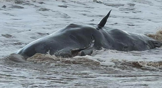 Kıyıya vuran dev ispermeçet balinaları paniğe neden oldu