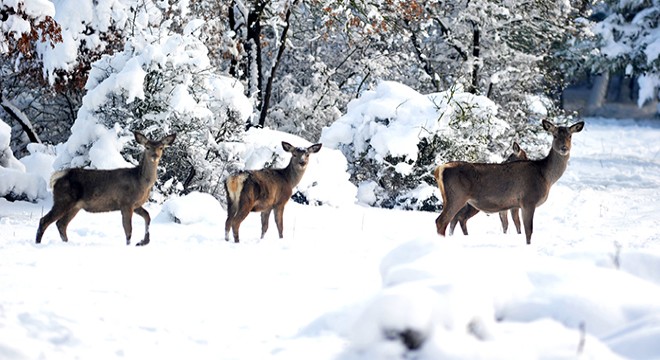 Kızıl geyikler, karlı ormanda ortaya çıktı, karposttalık görüntüler oluşturdu
