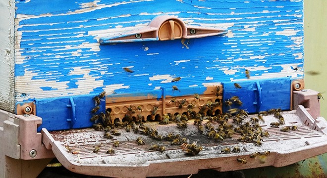 Klimalı kovan sayesinde arı ölümleri yüzde 95 azaldı