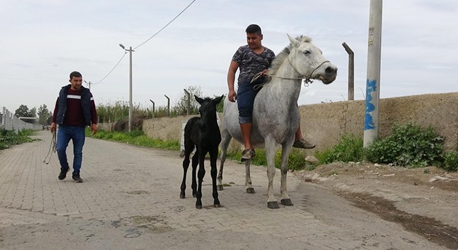 Kocagür köylülerinin geçim kaynağı rahvan atlar