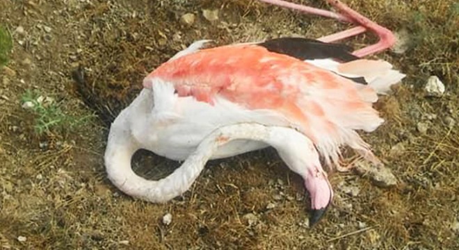 Konya da 20 flamingo telef oldu