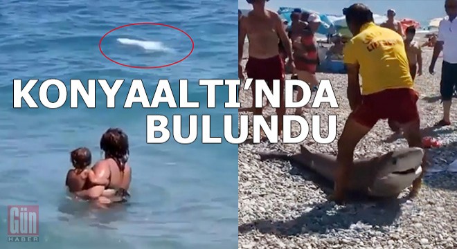 Konyaaltı Sahili nde köpekbalığı ölüsü kıyıya vurdu