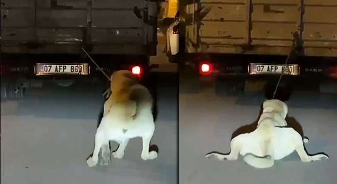 Köpeği, kamyonetin arkasında sürükleyen sürücü aranıyor