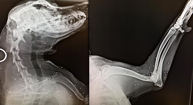 Köpeği tüfekle vurdu, röntgen filmi şok etti