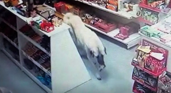 Köpeğin market rafından bisküvi alma anı kamerada