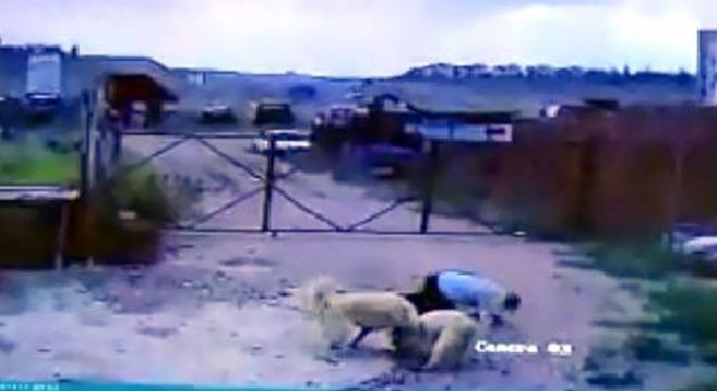 Köpeğin saldırdığı bekçiyi, başka bir köpek kurtardı