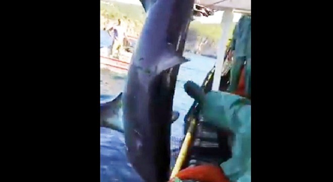 Köpek balığını tekmeleyip yumruklayan balıkçıya ceza