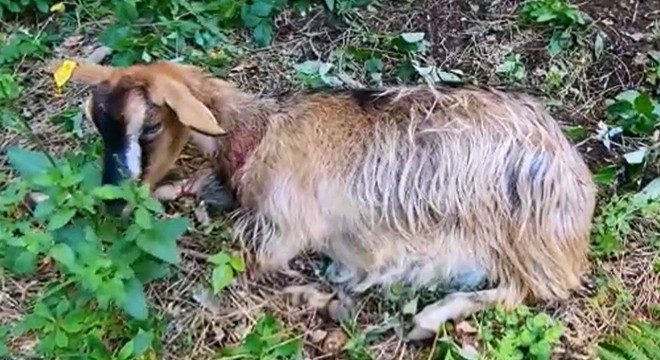 Köpeklerin saldırdığı hamile keçiyi doğaseverler kurtardı