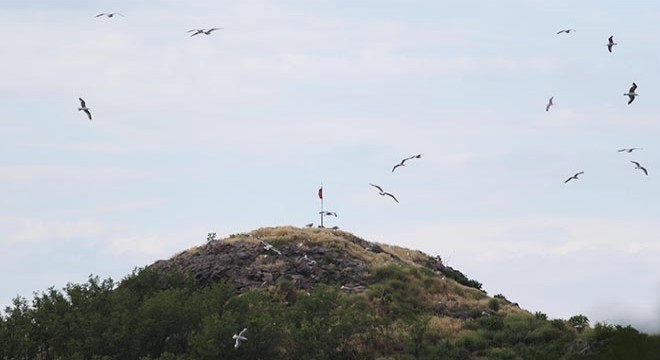Koronavirüs Hoynat Adası ndaki kuşlara yaradı