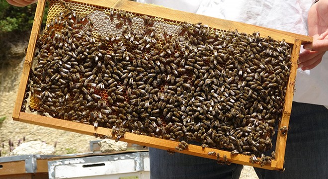 Koronavirüs arı satışlarını yüzde 100 artırdı