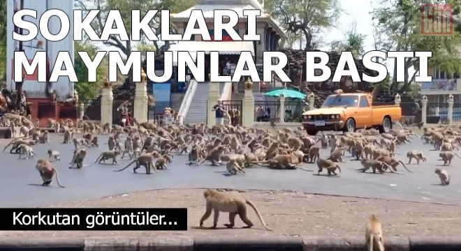 Koronavirüs yüzünden boşalan sokakları maymunlar bastı