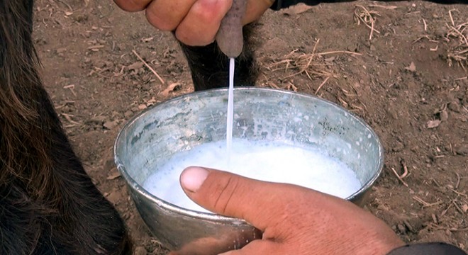 Koronavirüsle mücadele keçi sütü umudu