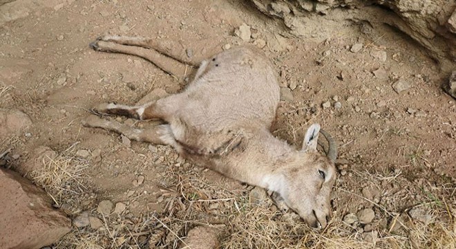 Koruma altındaki dağ keçileri, koyun- keçi vebasından ölmüş