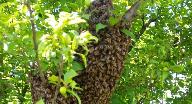 Kovandan çıkan binlerce arı ağaçta toplandı