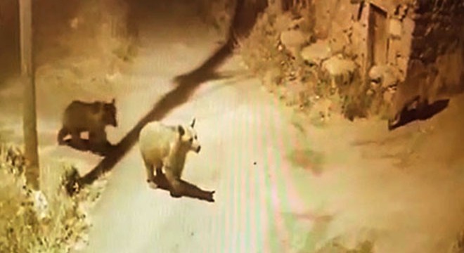 Köye inen ayılar kamerada
