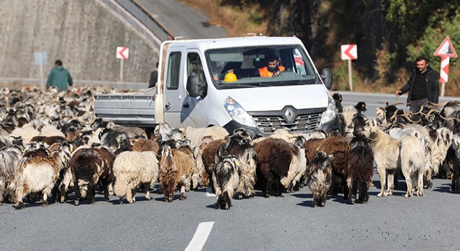 Koyun sürüsü ile karayoluna çıktı, trafik kilitlendi