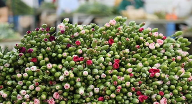 Kraliçe Elizabeth in cenazesi için Türkiye den 13 ton çiçek yola çıktı