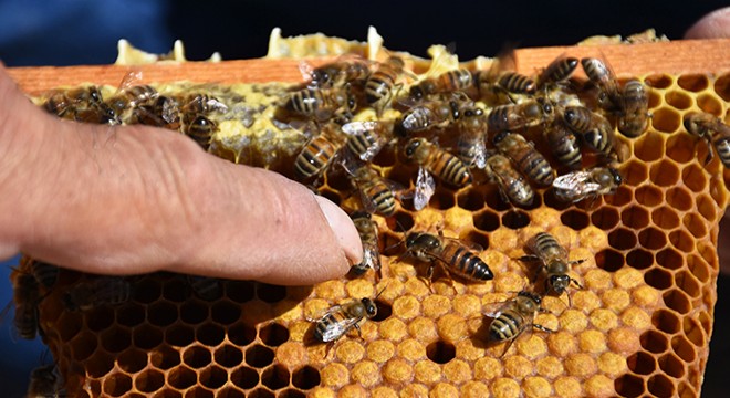 Kraliçe arı üretip, yılda 5 bin adet yurt geneline gönderiyor