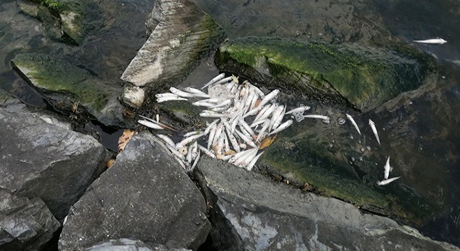 Küçükçekmece Gölü nde kıyıya vuran ölü balıklar toplanıyor