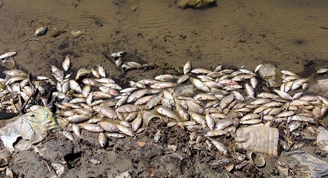 Kula Göleti nde su çekildi, binlerce balık telef oldu