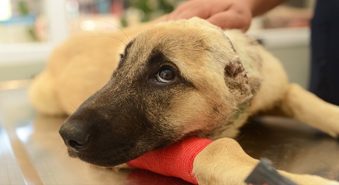 Kulakları kesilen köpek tedaviye alındı