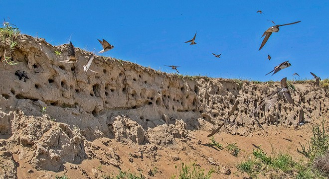 Kum kırlangıçlarının kum apartmanları görsel şölen oluşturdu