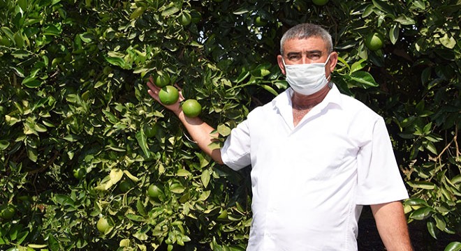 Kumluca da Akdeniz meyve sineğiyle mücadele