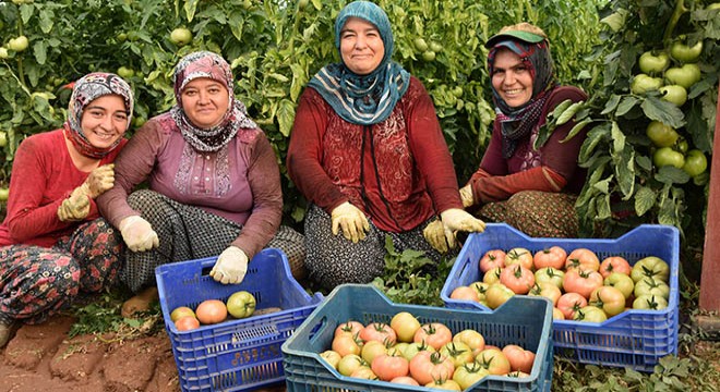 Kumlucalı firma, raf ömrü uzun pembe domates üretti