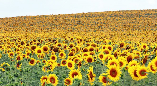 Kurak geçen yaz, Adana’da ayçiçeği verimini yüzde 50 düşürdü