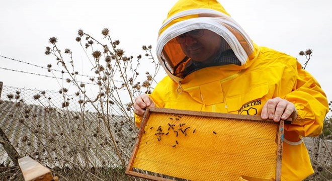 Kuraklık balı vurdu; arılar ölüyor, üretim düşüyor